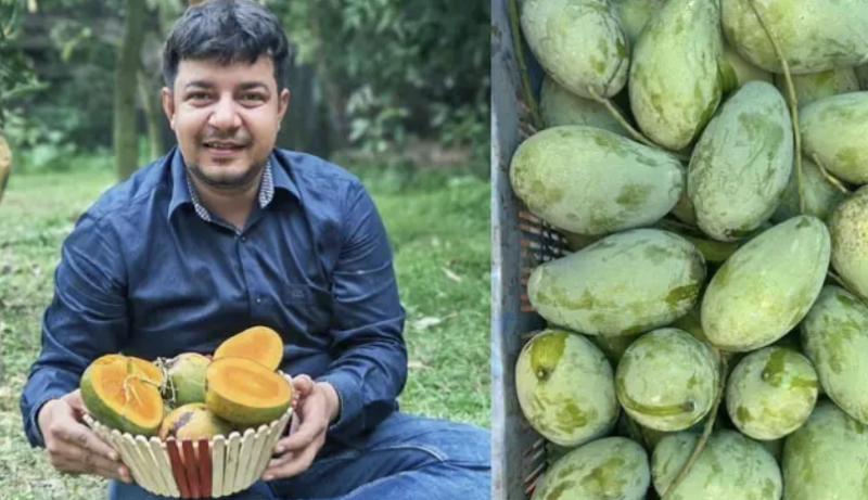 আমের ব্যবসায় ভুয়া অর্ডার দিয়ে বেশি হয়রানি করেছে জামায়াতের ভাইয়েরা: তারেক রহমান