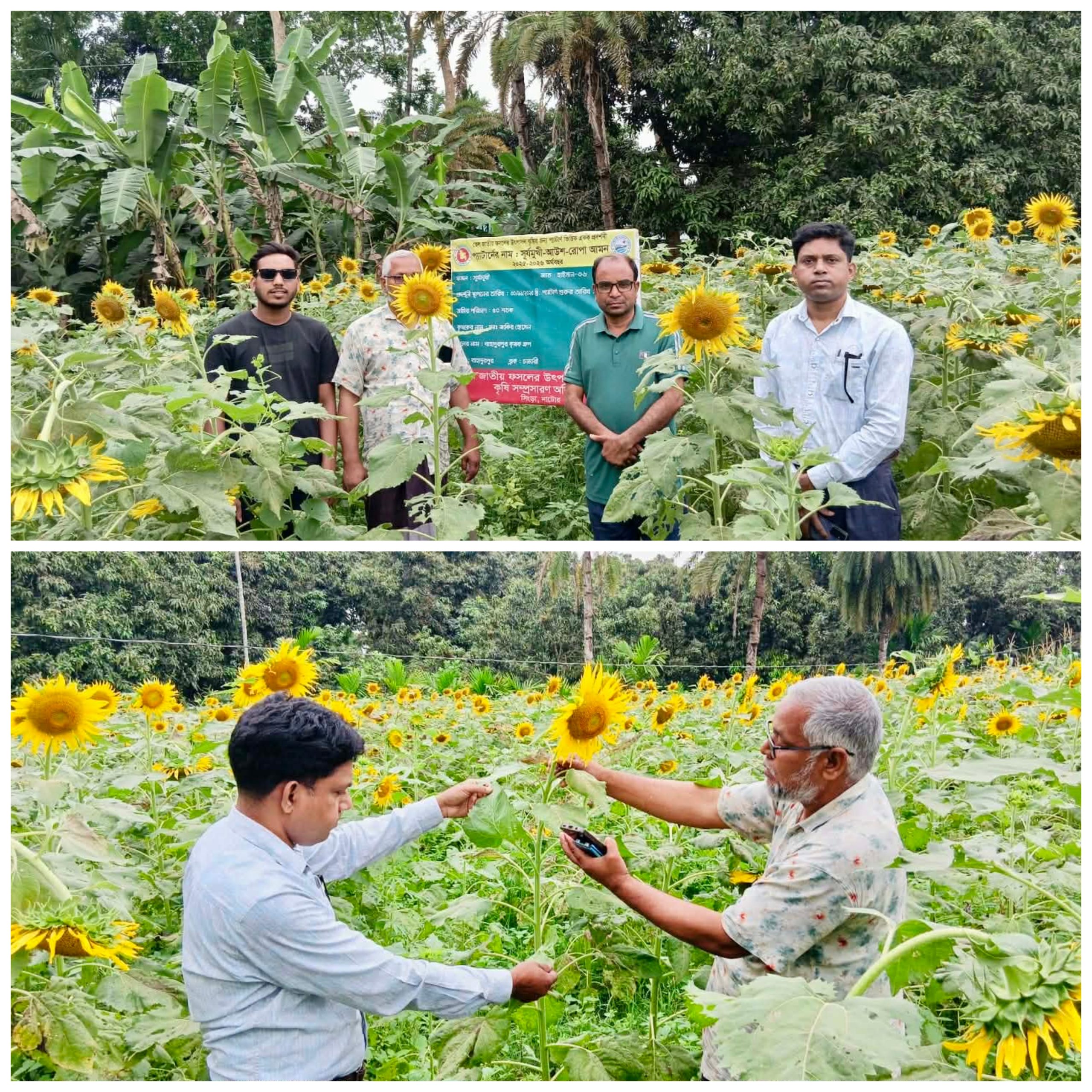 ধান–ড্রাগনের পর সূর্যমুখীতে বাজিমাতের আশায় সিংড়ার জাকির