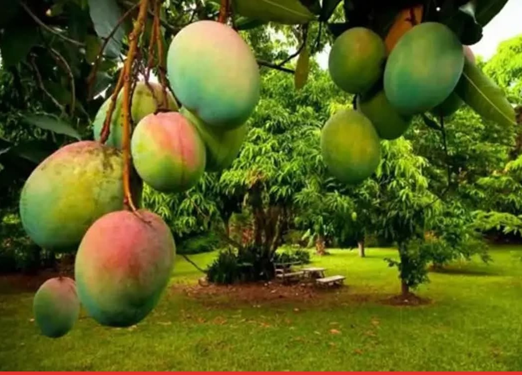 ১৫ মে থেকে বাজারে আসছে নাটোরের আম